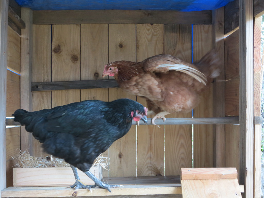 Daria & Babagannoush figuring out who rules the roost!