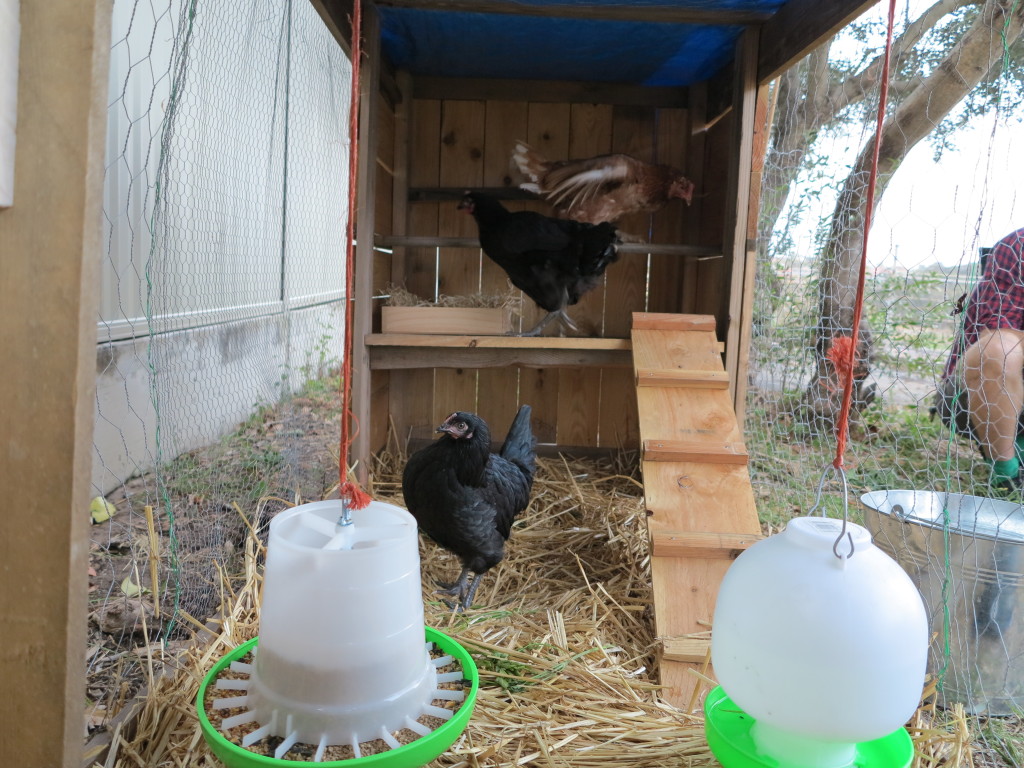 Bruiser Mae, Daria and Babagannoush inside their new coop